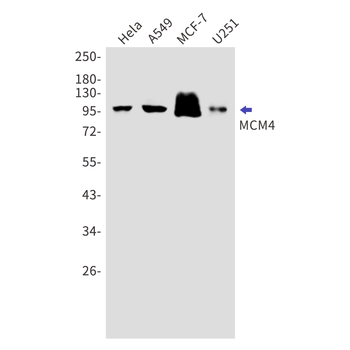 MCM4 Rabbit Monoclonal Antibody