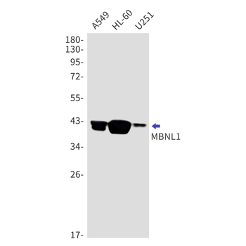 MBNL1 Rabbit mAb Antibody