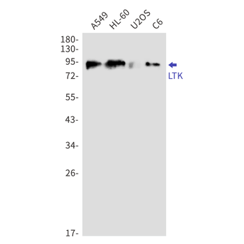 LTK Rabbit mAb