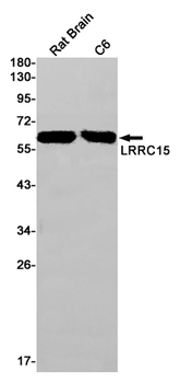 LRRC15 Rabbit Monoclonal Antibody