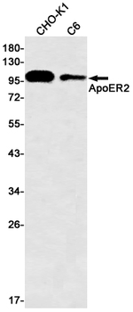 ApoER2 Rabbit mAb Antibody