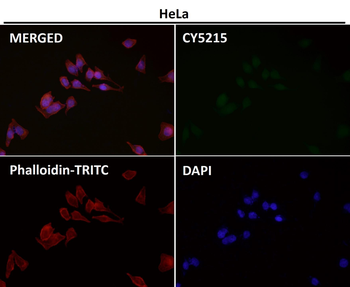 LRP1 Rabbit mAb