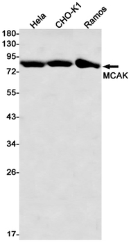 MCAK Rabbit mAb Antibody
