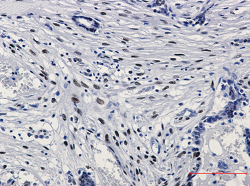 Phospho-c Jun (Ser63) Rabbit mAb