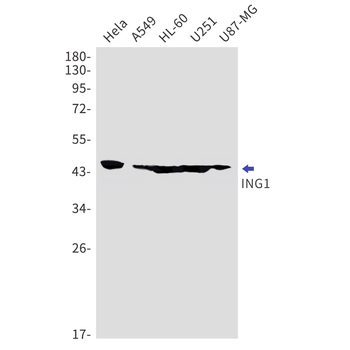 ING1 Rabbit mAb Antibody