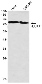 HJURP Rabbit mAb Antibody