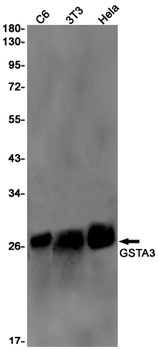 GSTA3 Rabbit mAb Antibody