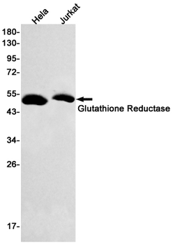 Glutathione Reductase Rabbit mAb Antibody