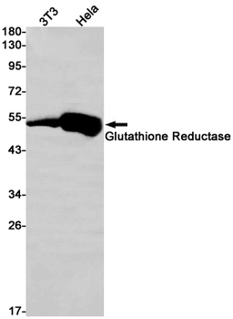 Glutathione Reductase Rabbit mAb Antibody