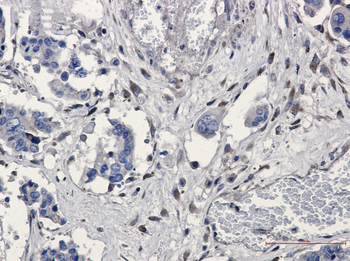 GNB2 Rabbit mAb Antibody