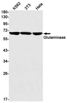Glutaminase Rabbit mAb Antibody