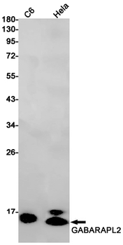 GABARAPL2 Rabbit mAb Antibody