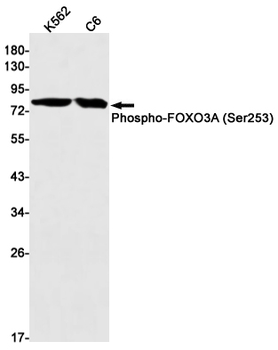 FoxO3a (Phospho-Ser253) Rabbit mAb Antibody