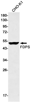 FDPS Rabbit mAb Antibody