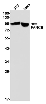 FANCB Rabbit mAb Antibody