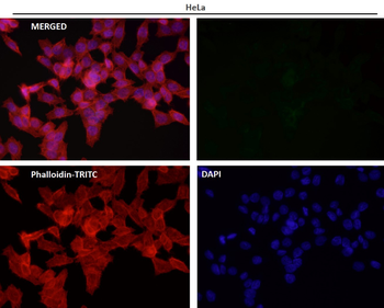 Tissue Factor Rabbit mAb