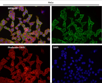Tissue Factor Rabbit mAb