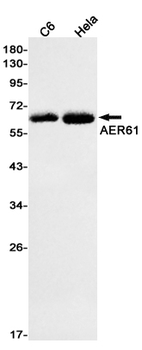 AER61 Rabbit mAb Antibody