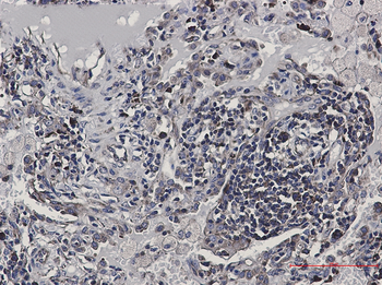 eIF4B Rabbit mAb Antibody