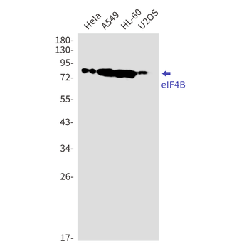 eIF4B Rabbit mAb Antibody
