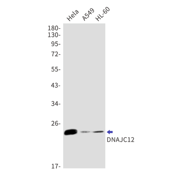 DNAJC12 Rabbit Monoclonal Antibody