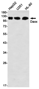 Daxx Rabbit mAb Antibody