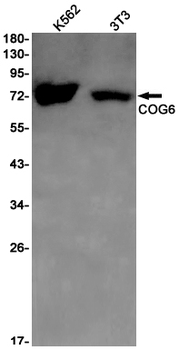 COG6 Rabbit mAb Antibody