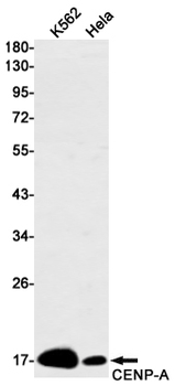 CENPA Rabbit mAb Antibody