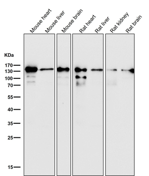 Cadherin Rabbit mAb