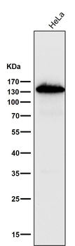 Cadherin Rabbit mAb
