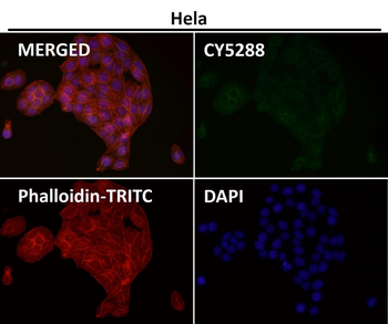 Cadherin Rabbit mAb