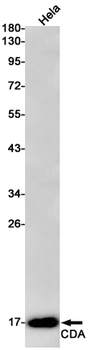 CDA Rabbit mAb Antibody