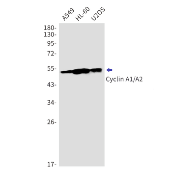 Cyclin A1/A2 Rabbit mAb