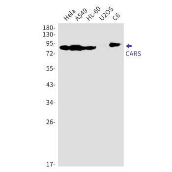 CARS Rabbit mAb