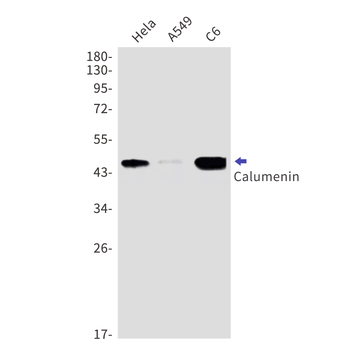 Calumenin Rabbit Monoclonal Antibody