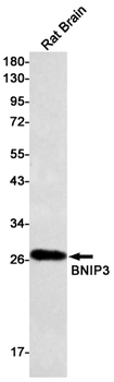 BNIP3 Rabbit mAb Antibody
