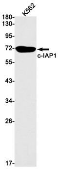 c IAP1 Rabbit mAb Antibody