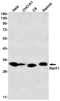 BarX1 Rabbit mAb Antibody