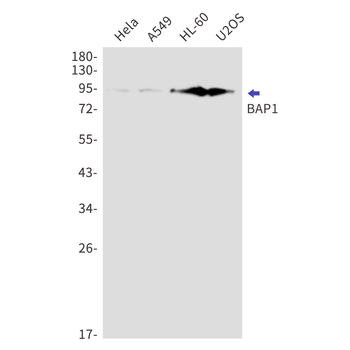 BAP1 Rabbit mAb Antibody