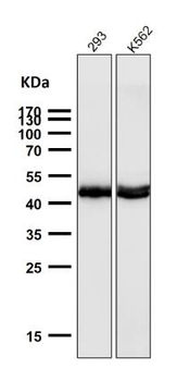 AZI2 Rabbit mAb