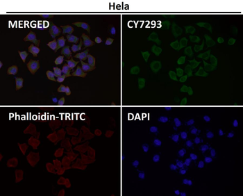 AZI2 Rabbit mAb