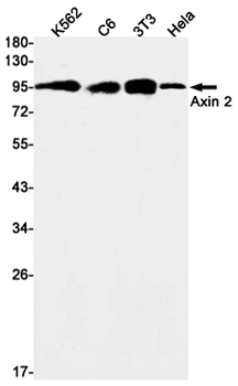 Axin 2 Rabbit mAb Antibody
