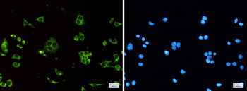 ATP Synthase C Rabbit mAb Antibody