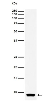 ATP Synthase C Rabbit mAb Antibody