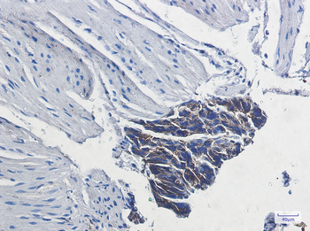 ATP1B1 Rabbit mAb Antibody