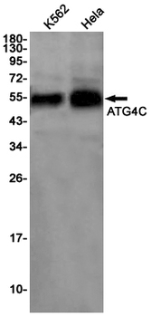ATG4C Rabbit mAb Antibody