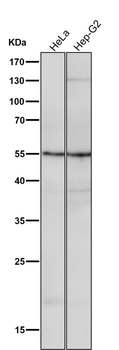 ATG12 Rabbit mAb
