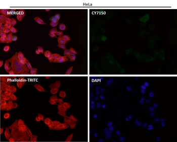 ATG12 Rabbit mAb