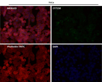 ATG12 Rabbit mAb