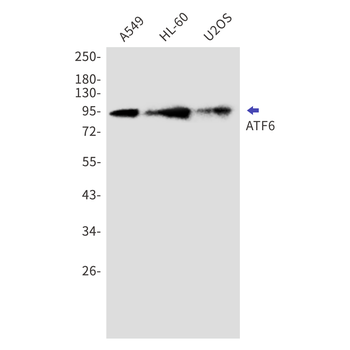 ATF6 Rabbit mAb Antibody